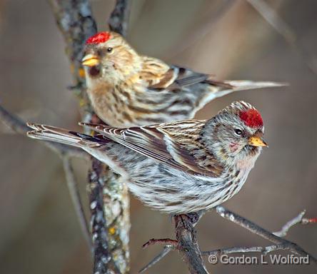 Two Redpolls_24416.jpg - Common Redpoll (Carduelis flammea) photographed at Ottawa, Ontario, Canada.